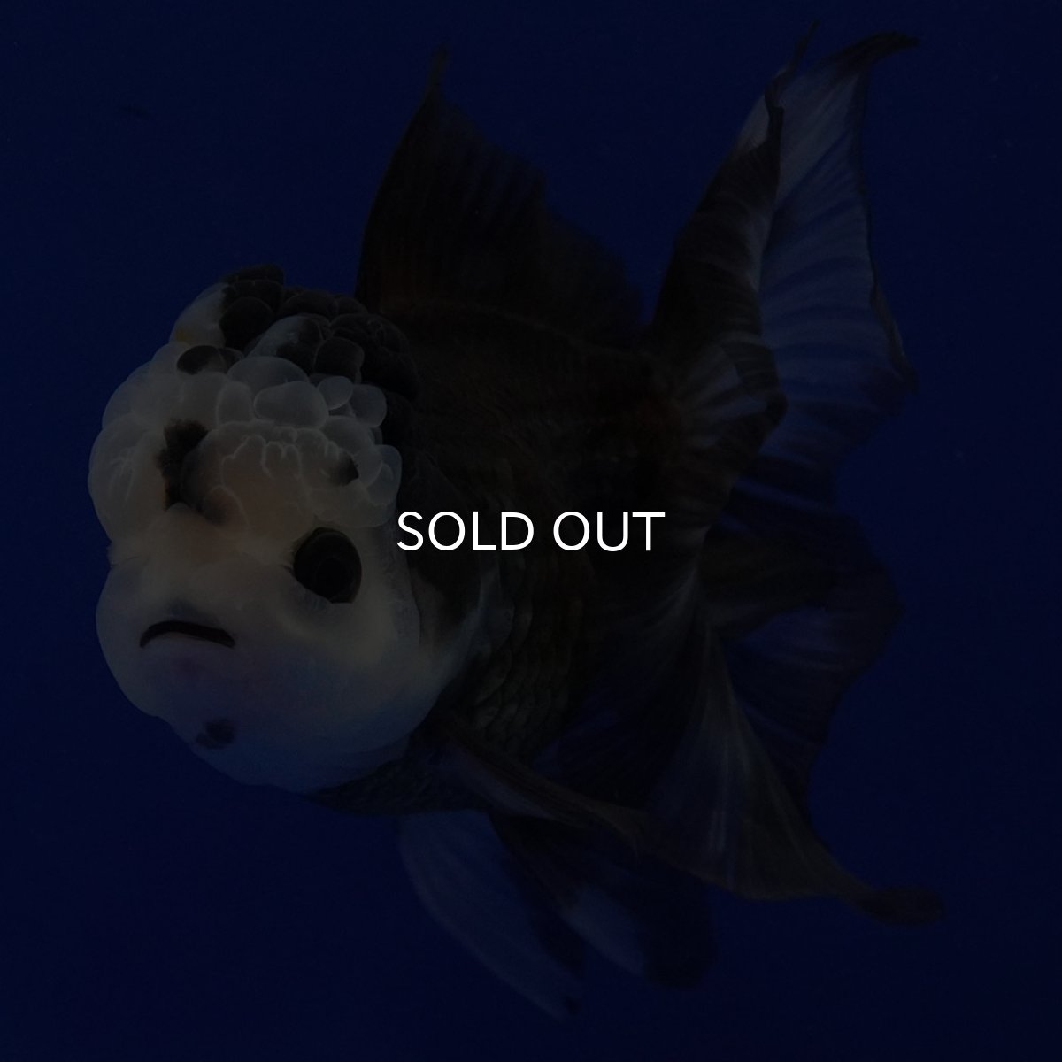 画像12: タイ産 パンダオランダ 12cm± (12)