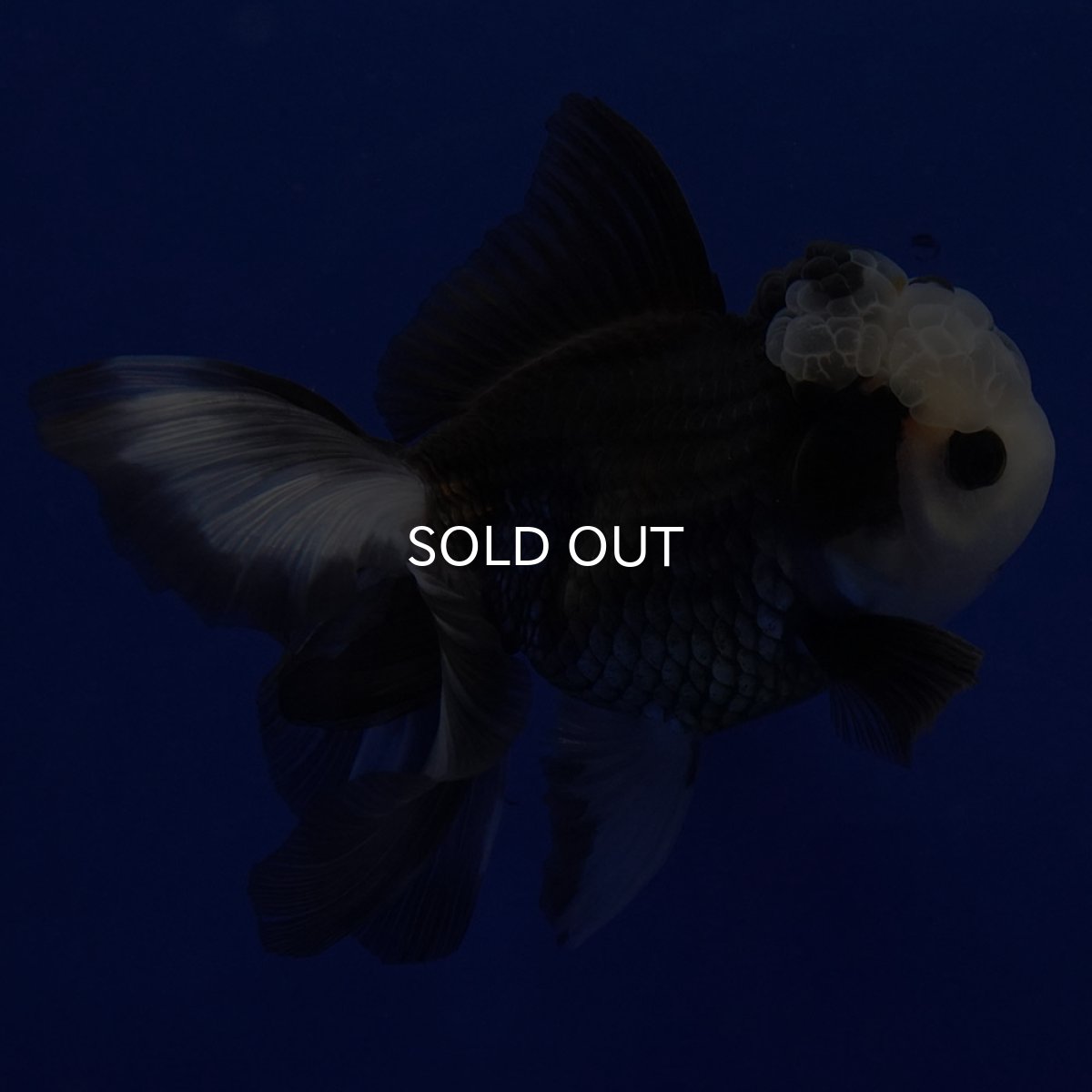 画像13: タイ産 パンダオランダ 12cm± (13)