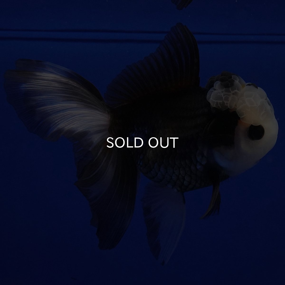 画像7: タイ産 パンダオランダ 12cm± (7)