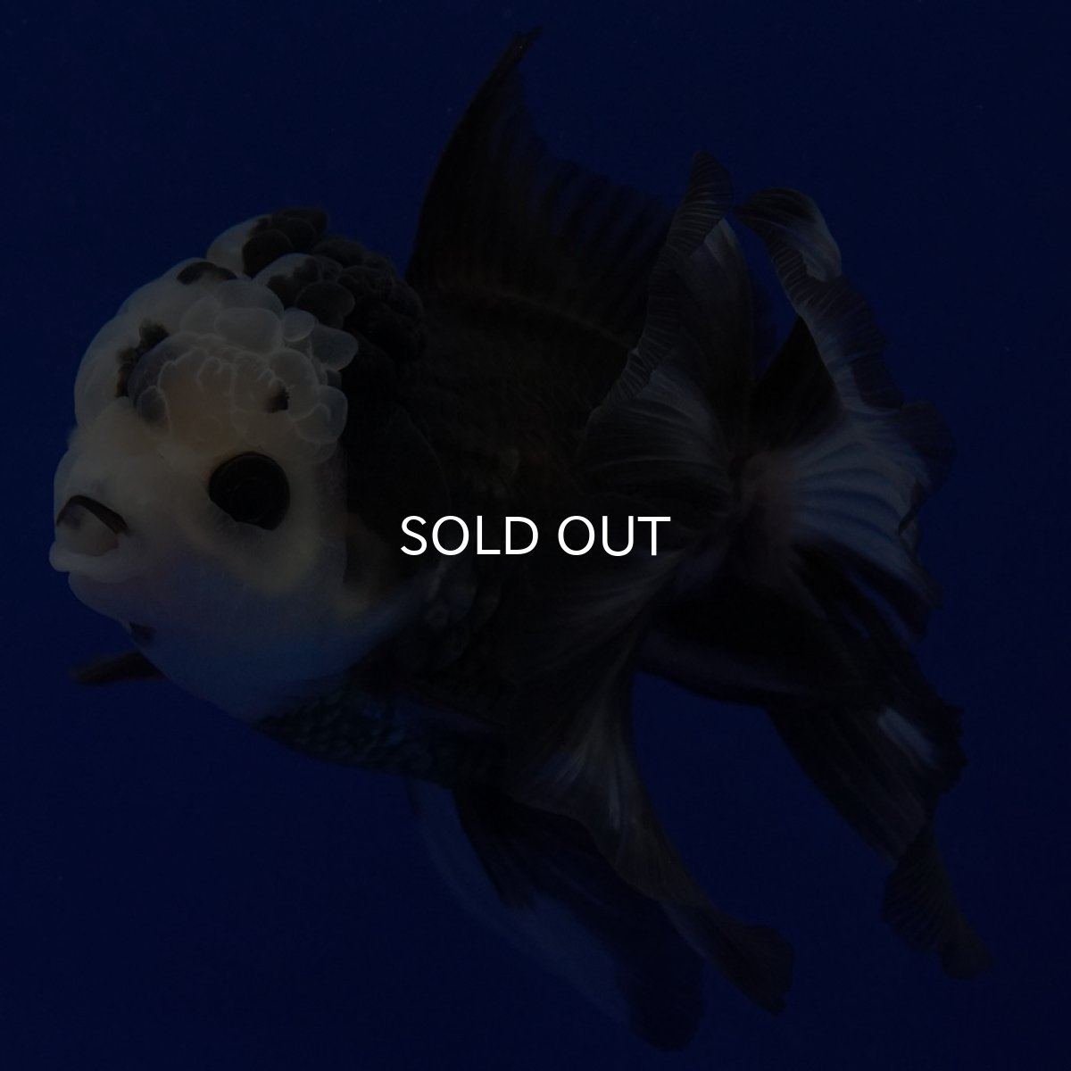 画像6: タイ産 パンダオランダ 12cm± (6)