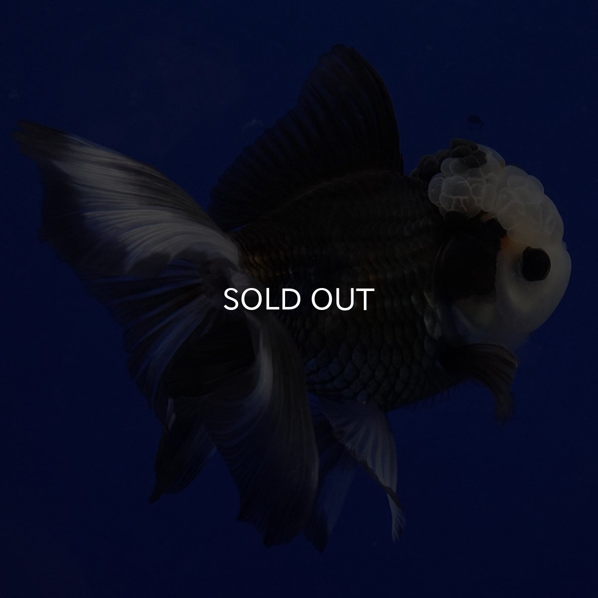 画像11: タイ産 パンダオランダ 12cm± (11)