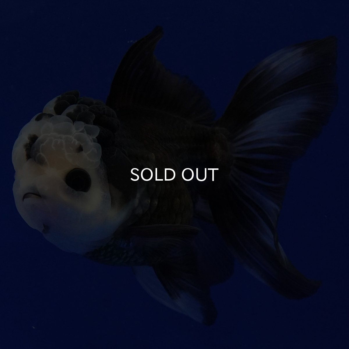 画像10: タイ産 パンダオランダ 12cm± (10)