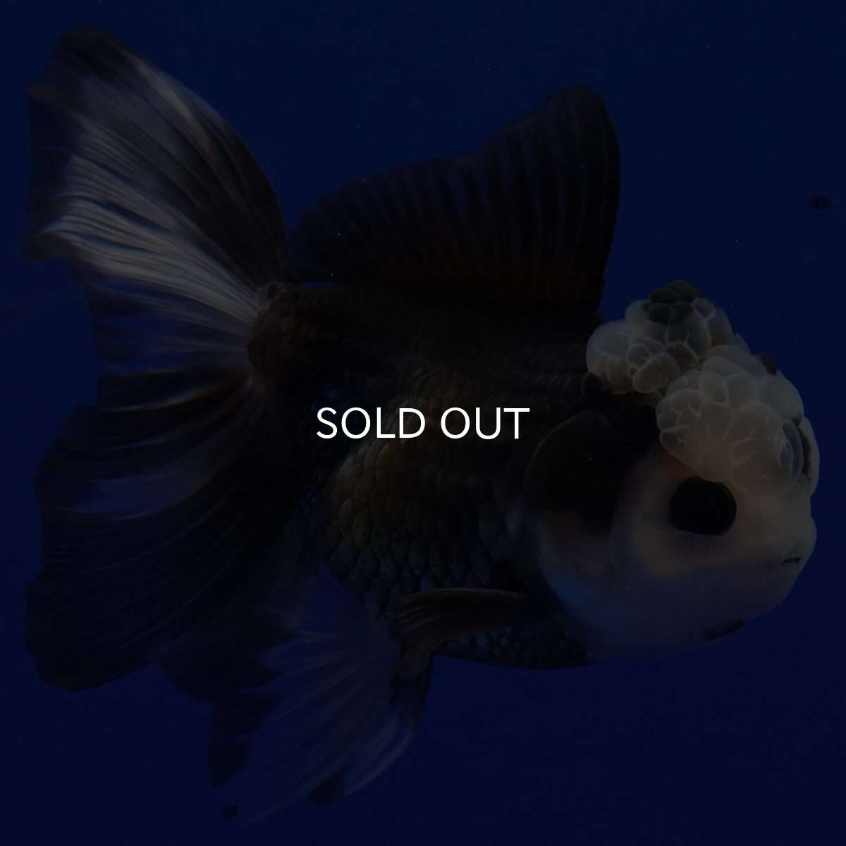 画像3: タイ産 パンダオランダ 12cm± (3)