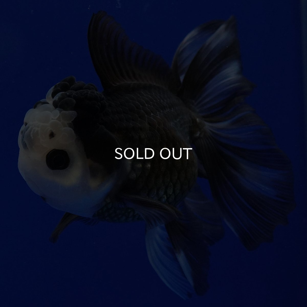 画像8: タイ産 パンダオランダ 12cm± (8)