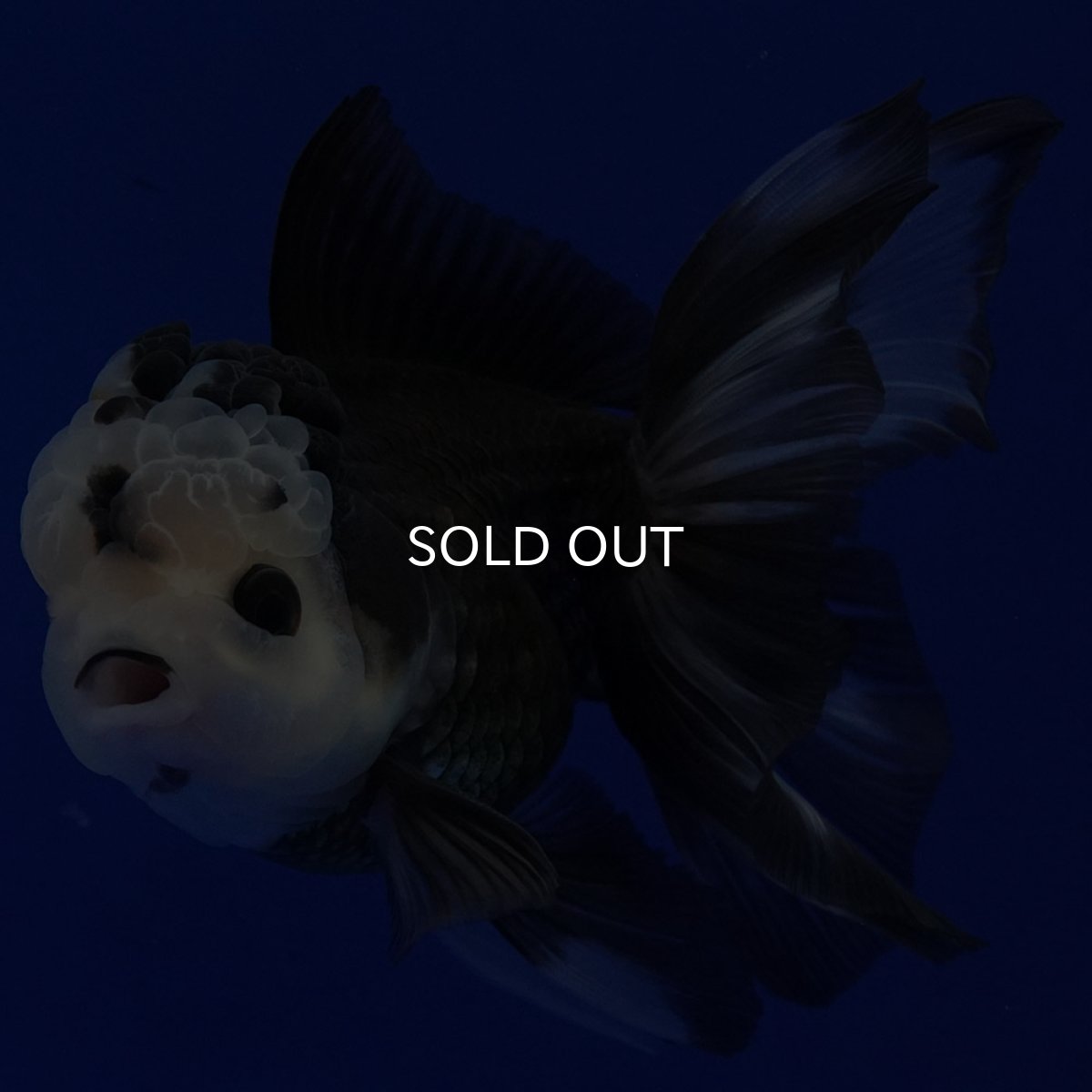 画像4: タイ産 パンダオランダ 12cm± (4)