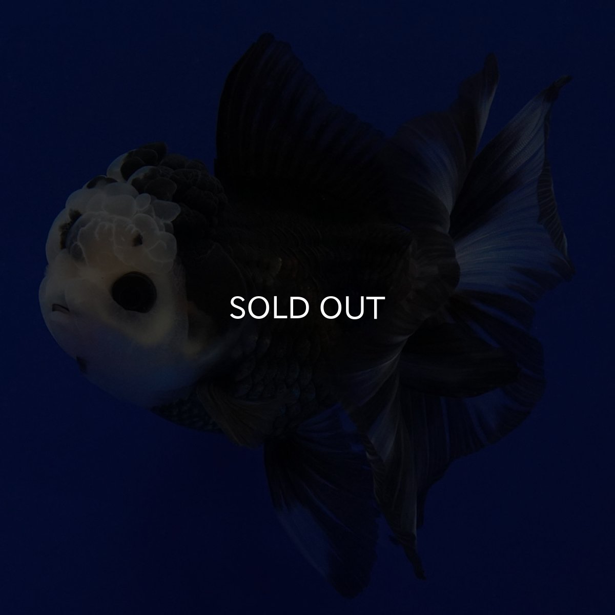 画像2: タイ産 パンダオランダ 12cm± (2)