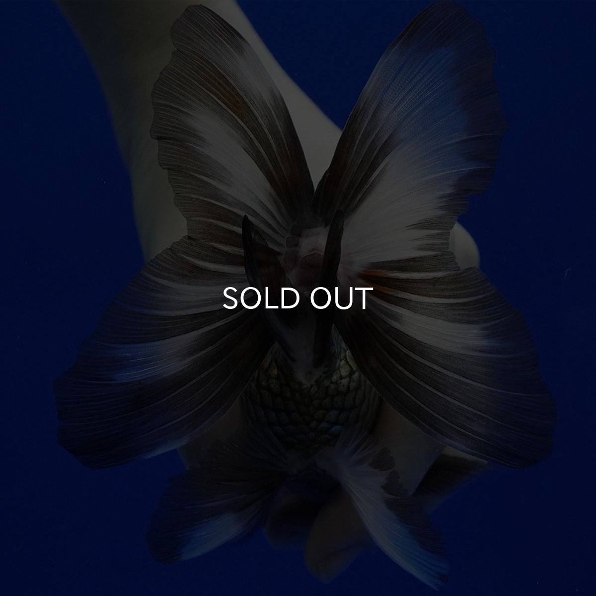 画像15: タイ産 パンダオランダ 12cm± (15)