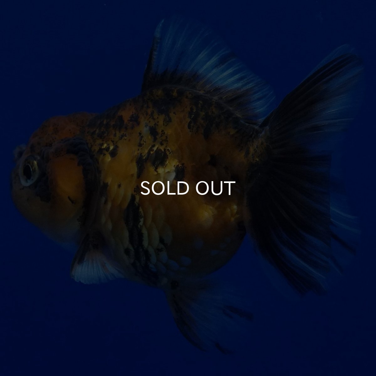 画像8: タイ産　ショートボディオランダ　7cm± (8)