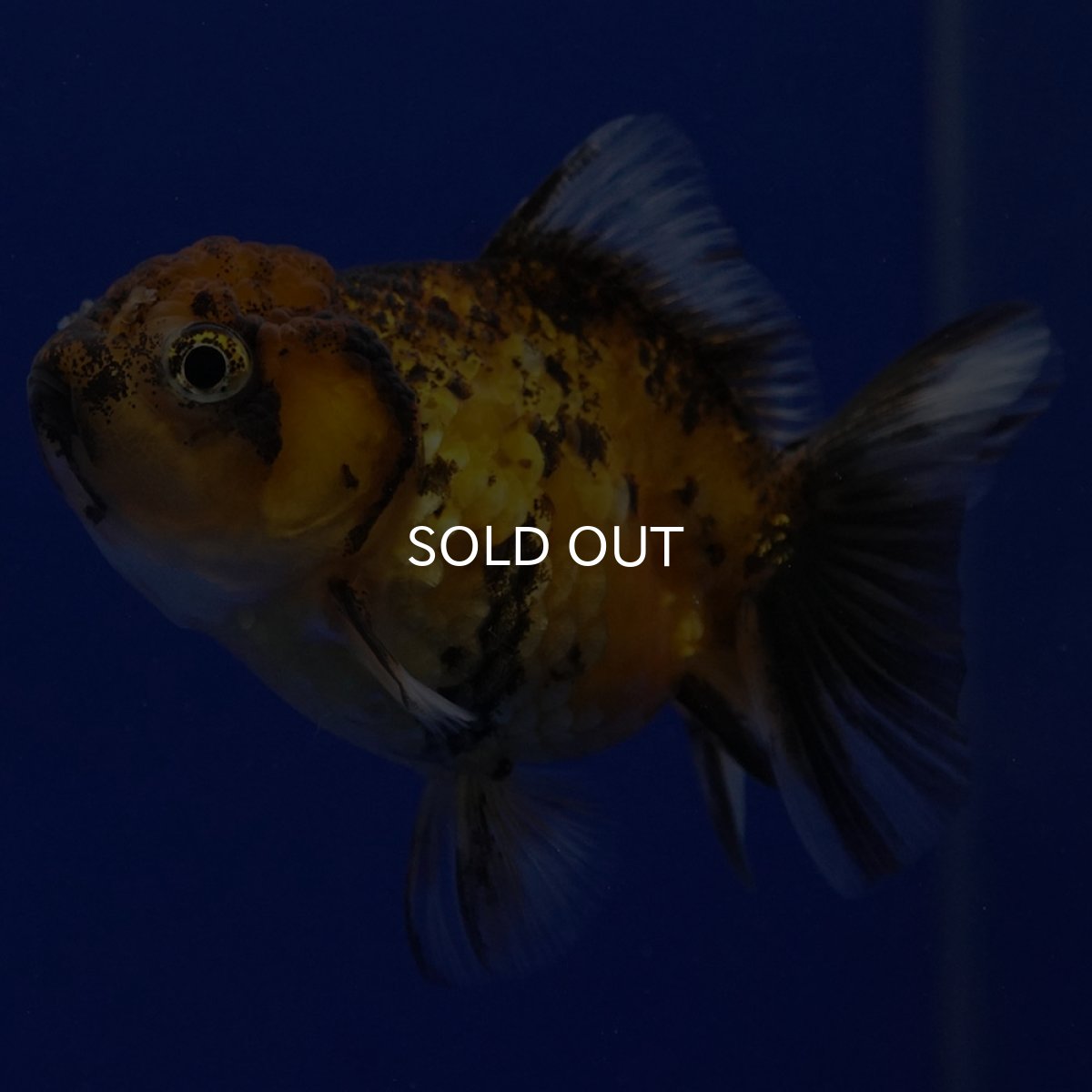 画像1: タイ産　ショートボディオランダ　7cm± (1)