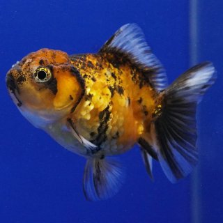 オランダ獅子頭 - よこはま金魚