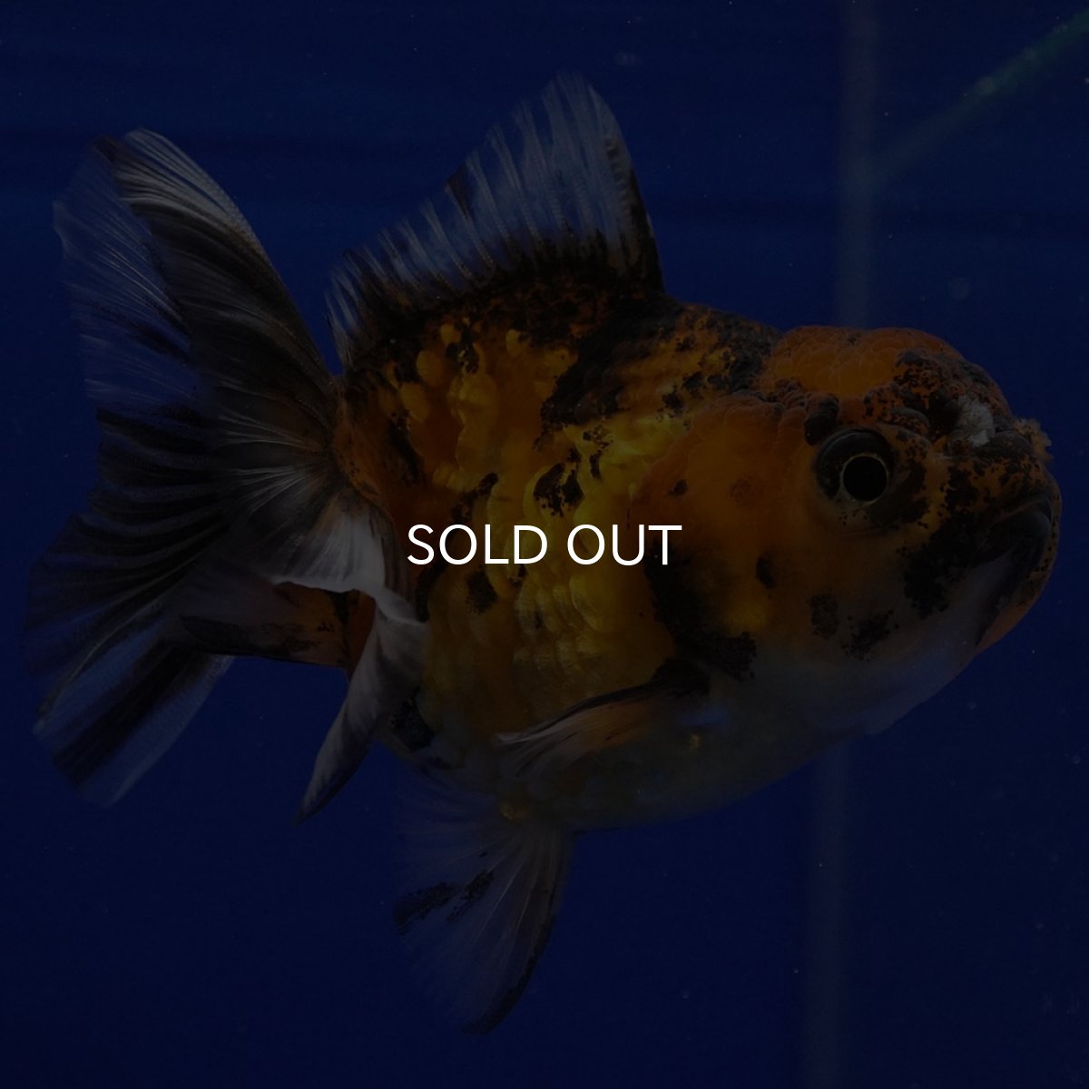 画像7: タイ産　ショートボディオランダ　7cm± (7)