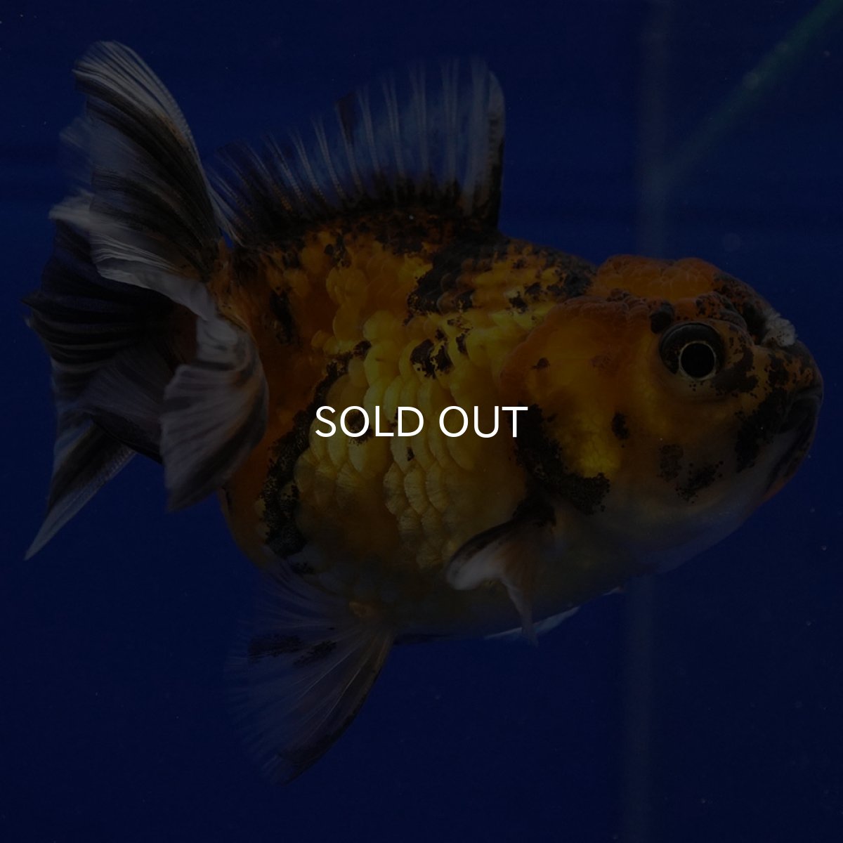 画像6: タイ産　ショートボディオランダ　7cm± (6)