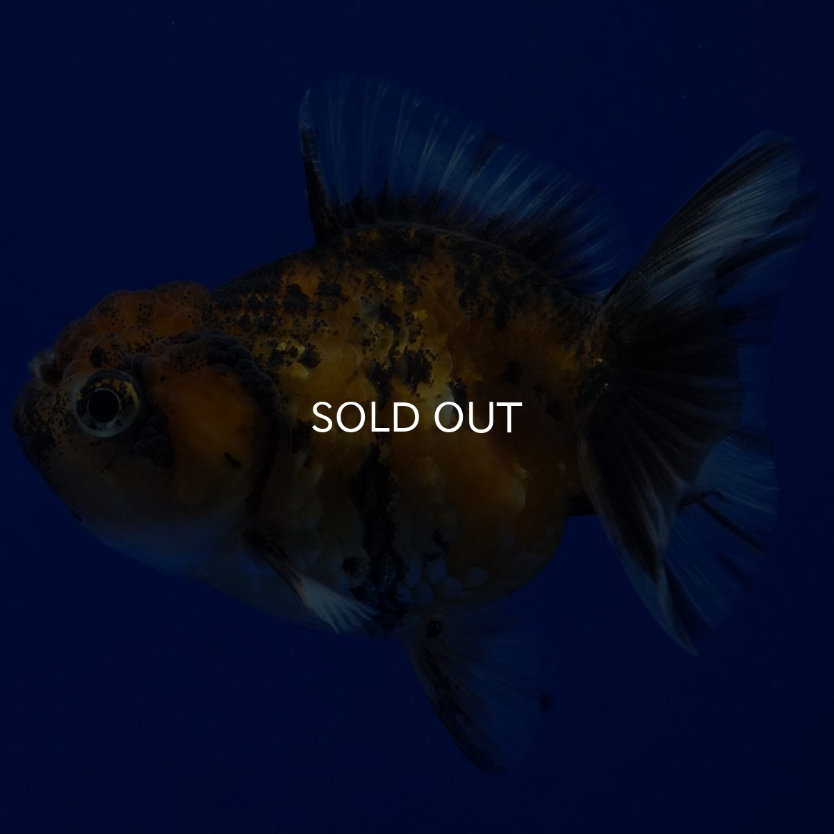 画像3: タイ産　ショートボディオランダ　7cm± (3)