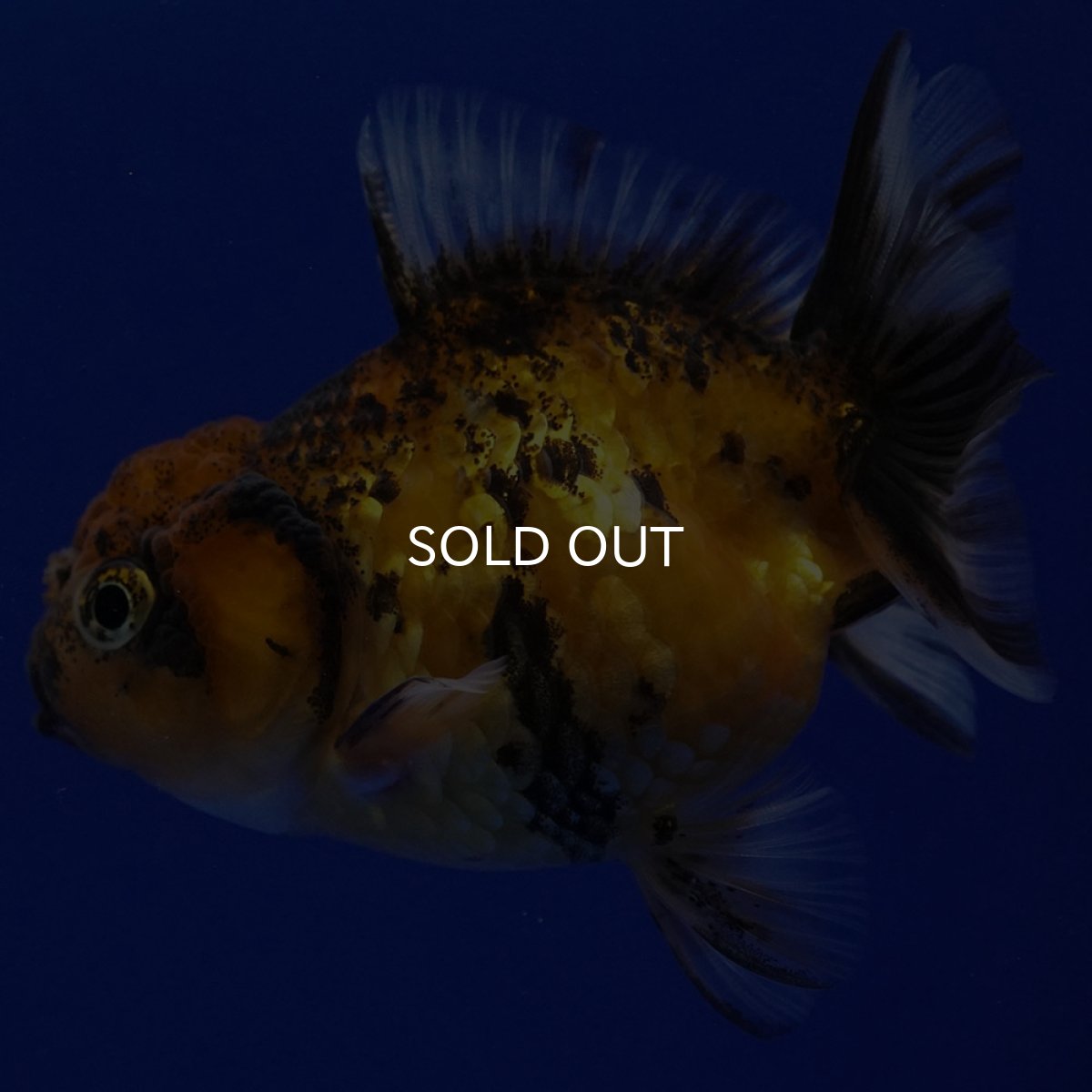 画像5: タイ産　ショートボディオランダ　7cm± (5)