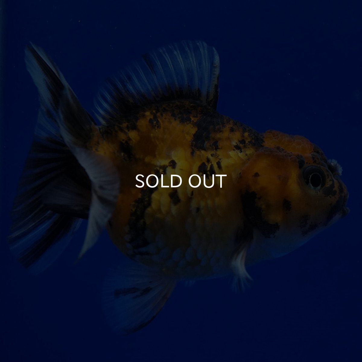 画像2: タイ産　ショートボディオランダ　7cm± (2)