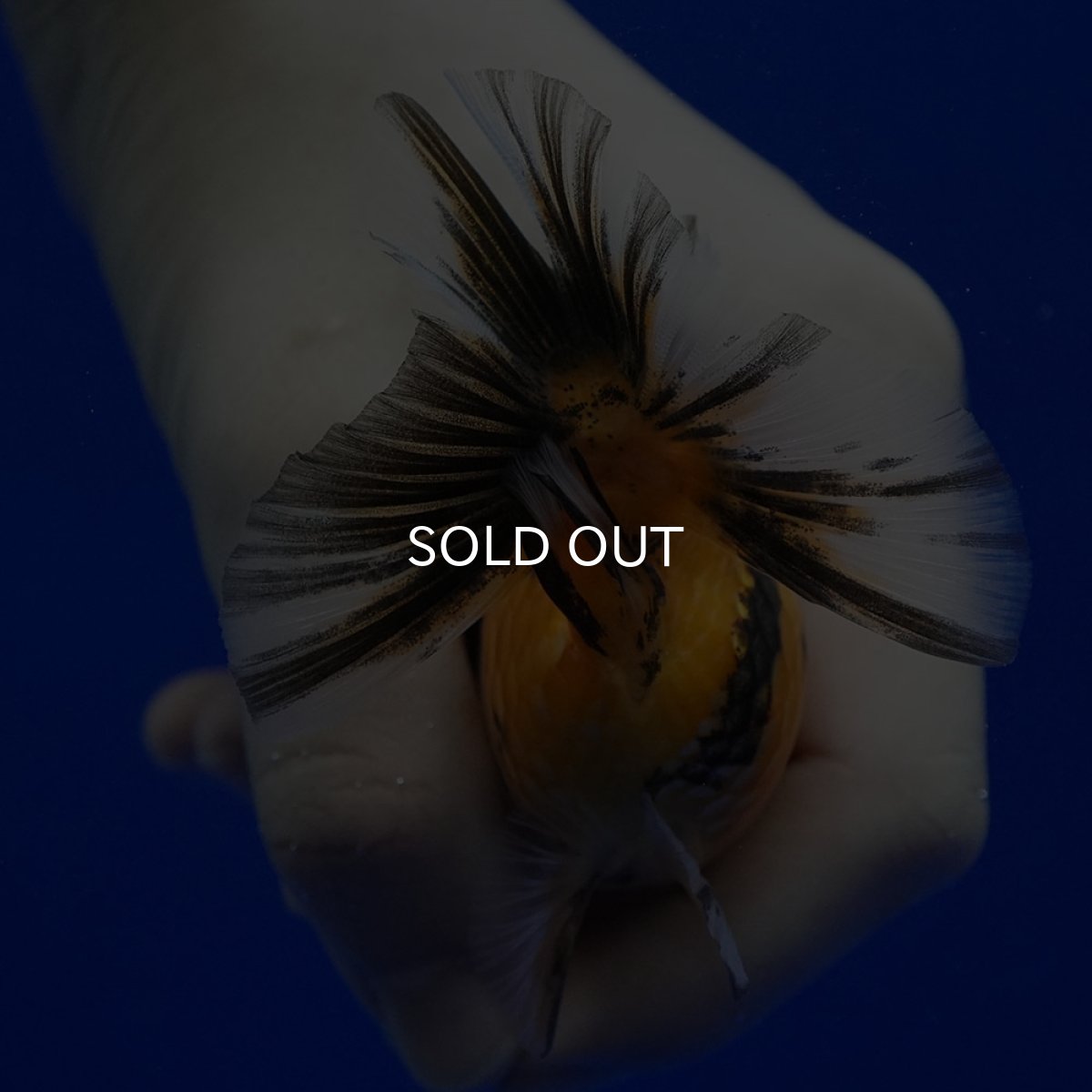 画像9: タイ産　ショートボディオランダ　7cm± (9)