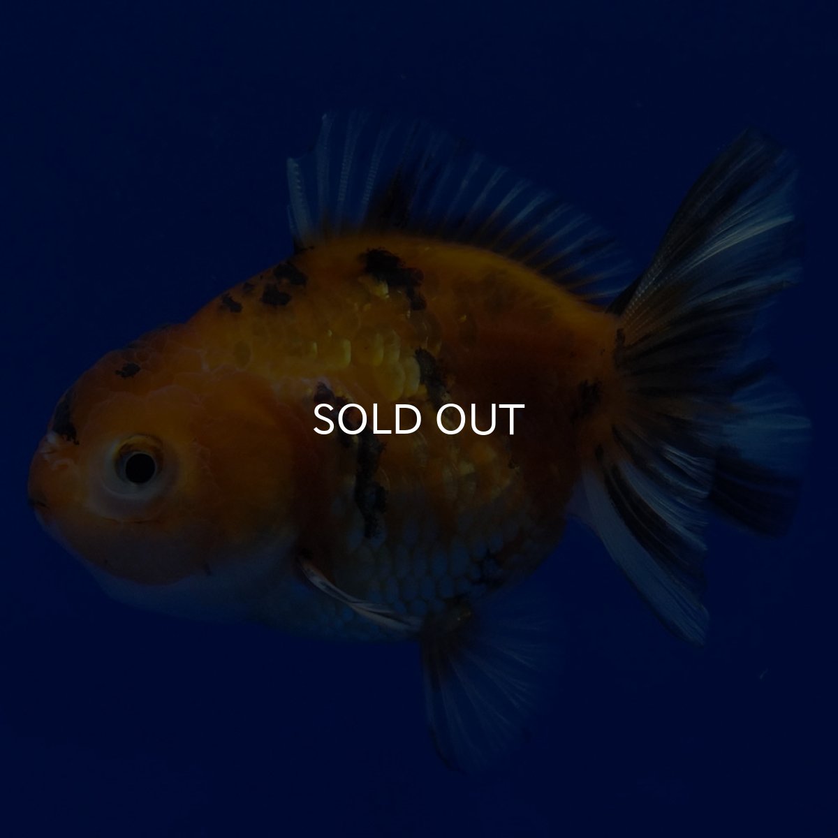 画像2: タイ産 ショートボディオランダ 7cm± (2)