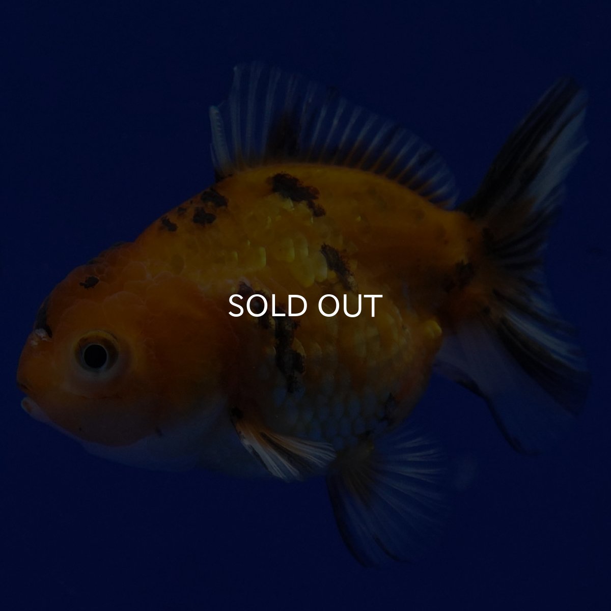 画像8: タイ産 ショートボディオランダ 7cm± (8)