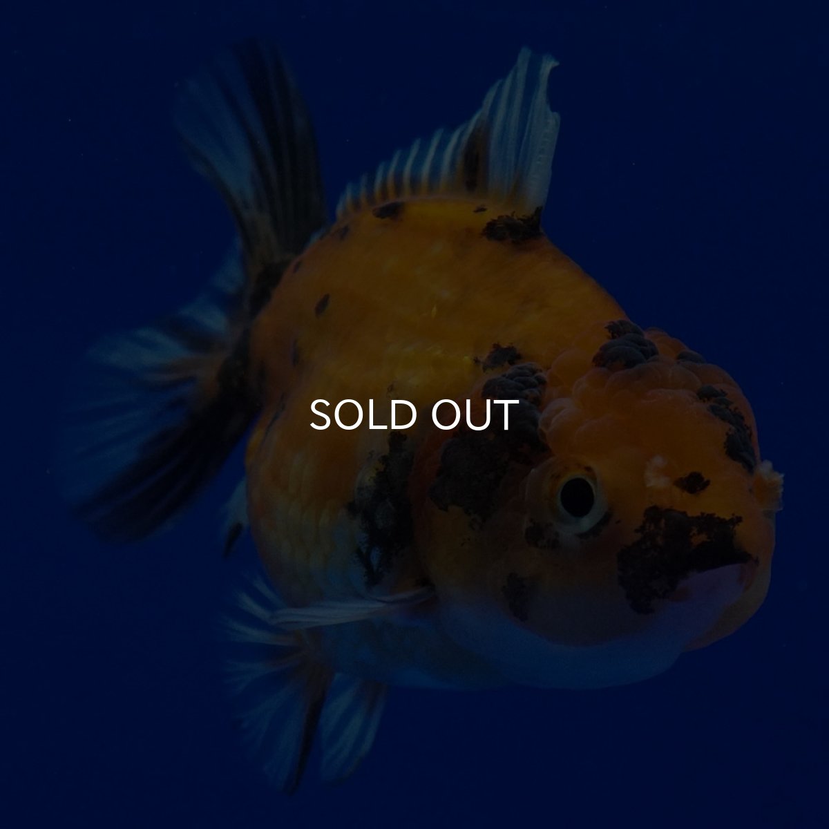 画像5: タイ産 ショートボディオランダ 7cm± (5)