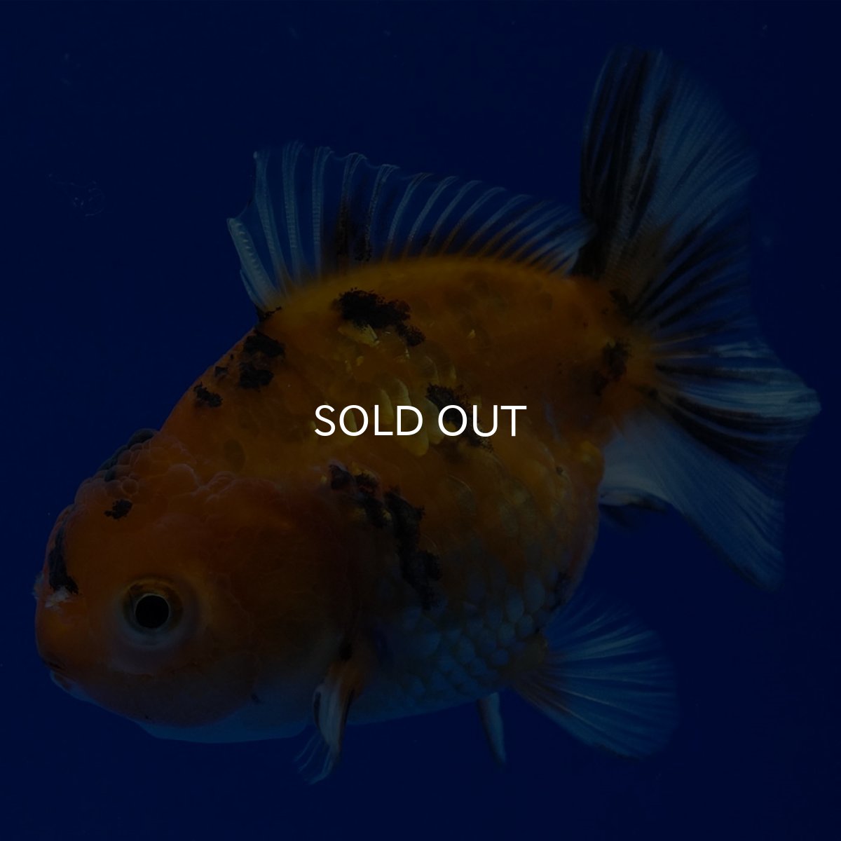 画像7: タイ産 ショートボディオランダ 7cm± (7)