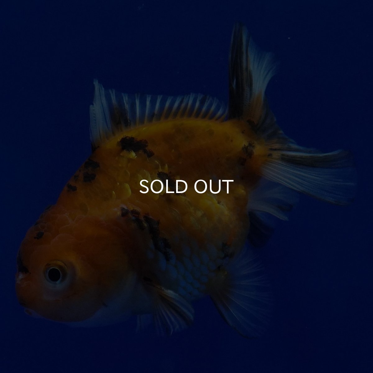 画像6: タイ産 ショートボディオランダ 7cm± (6)