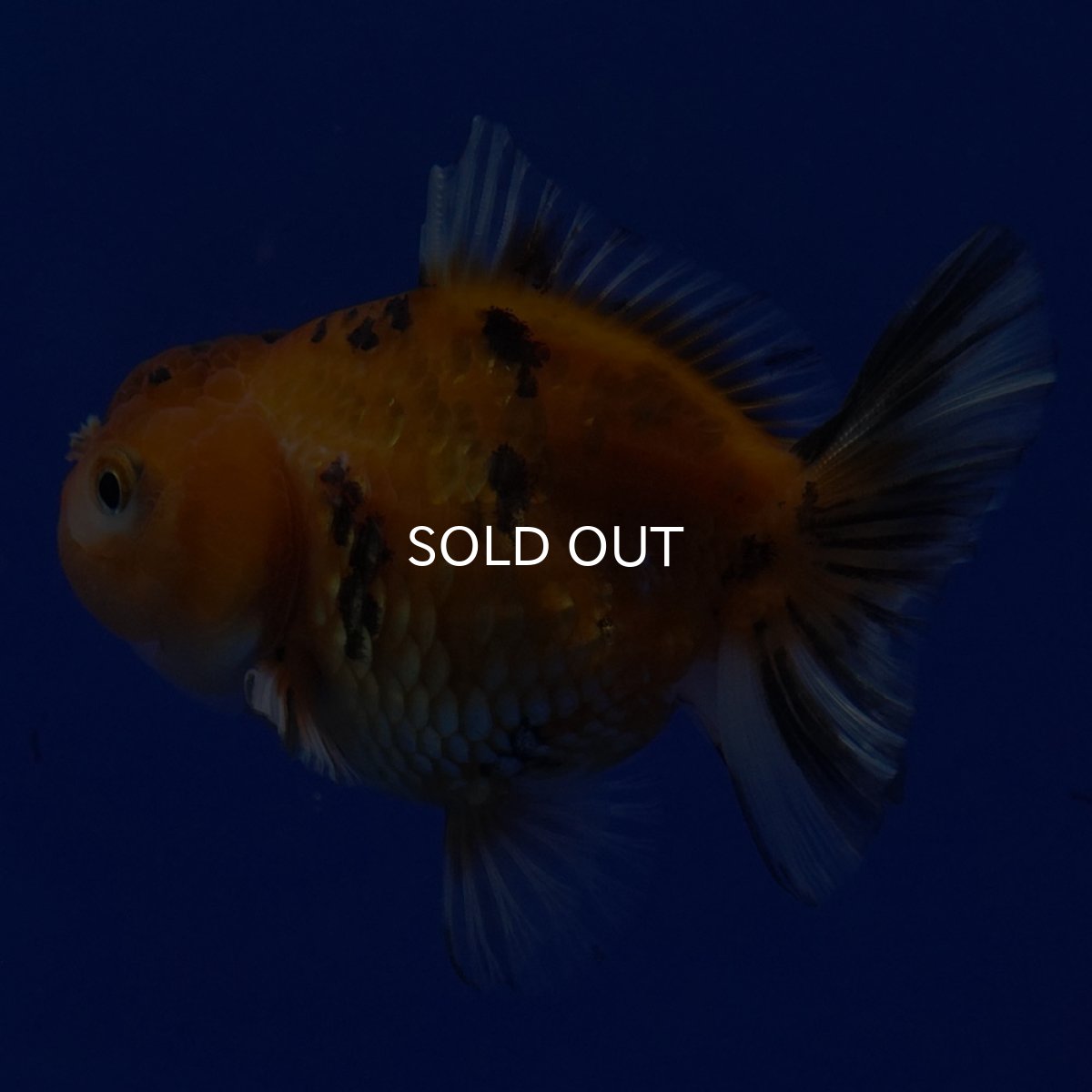 画像4: タイ産 ショートボディオランダ 7cm± (4)