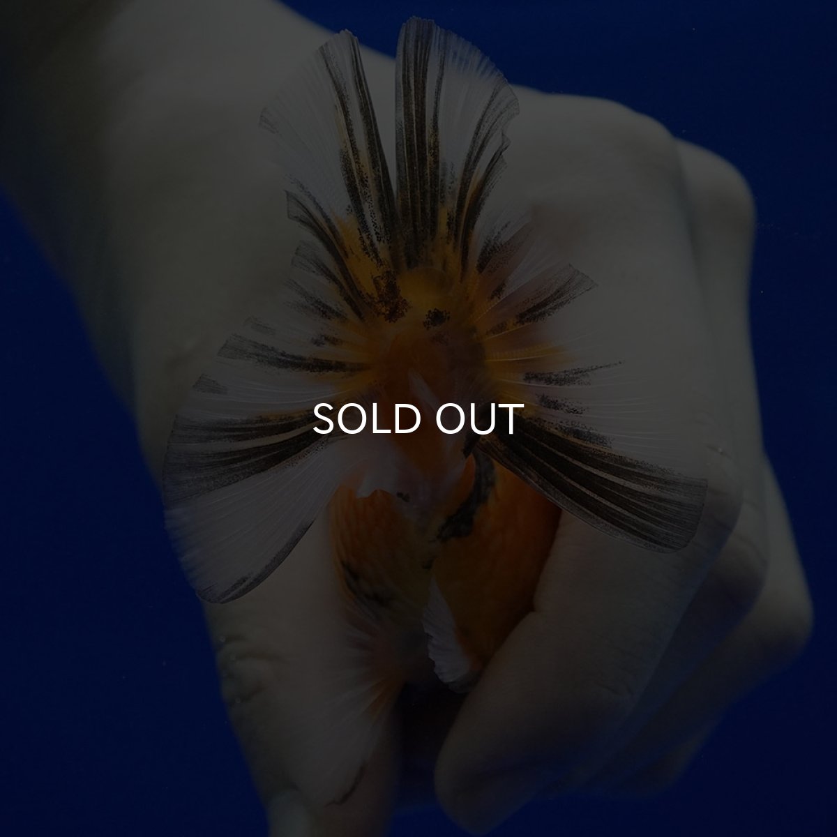 画像9: タイ産 ショートボディオランダ 7cm± (9)