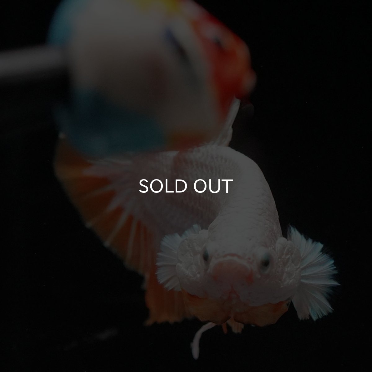 画像3: HMPK プラチナイエロードラゴン スノー (3)