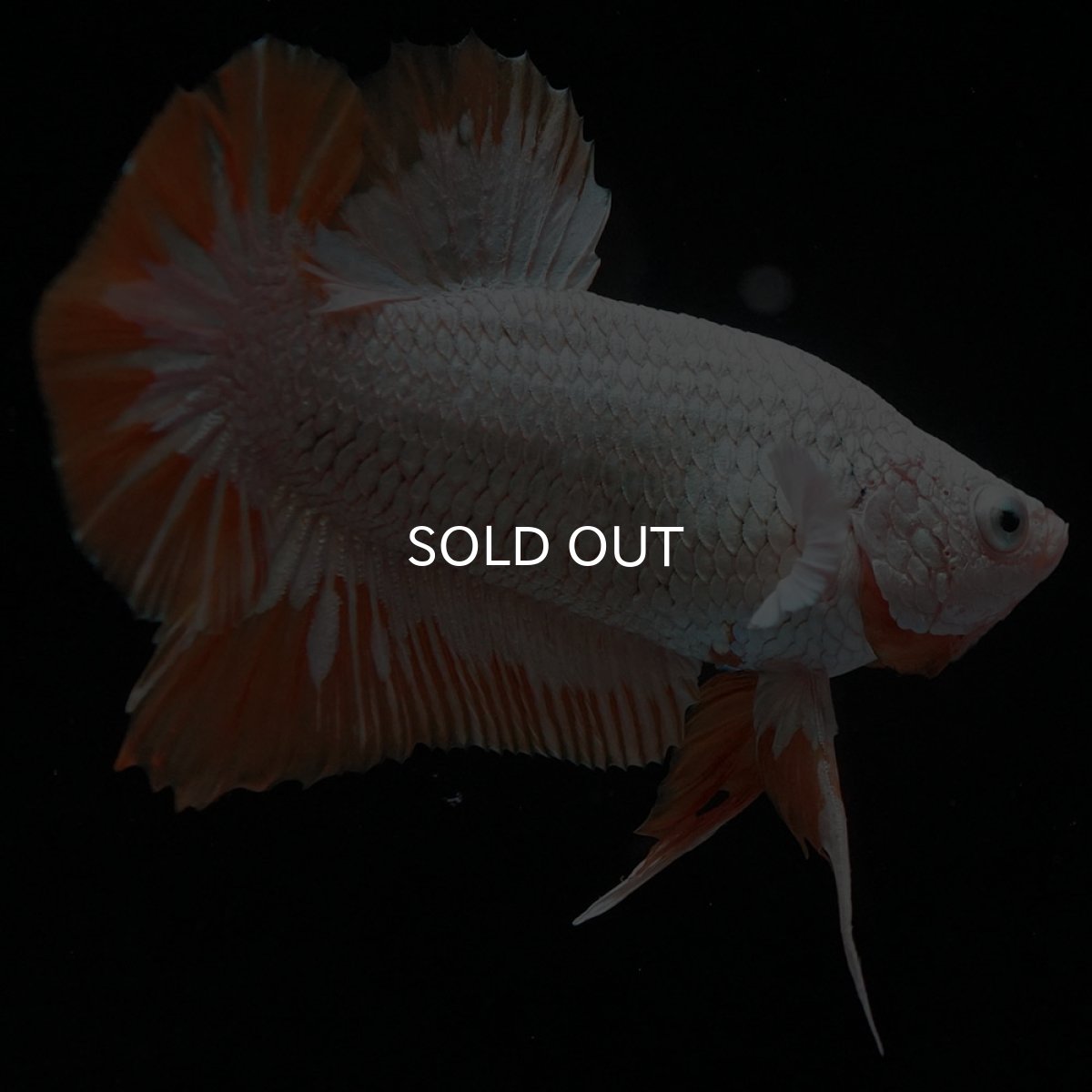 画像8: HMPK プラチナイエロードラゴン スノー (8)