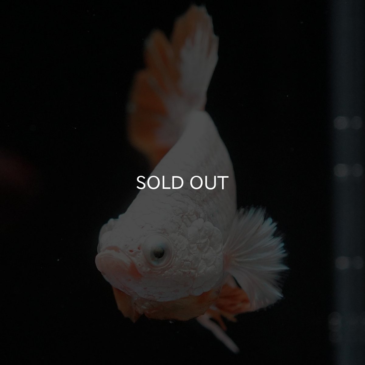 画像5: HMPK プラチナイエロードラゴン スノー (5)