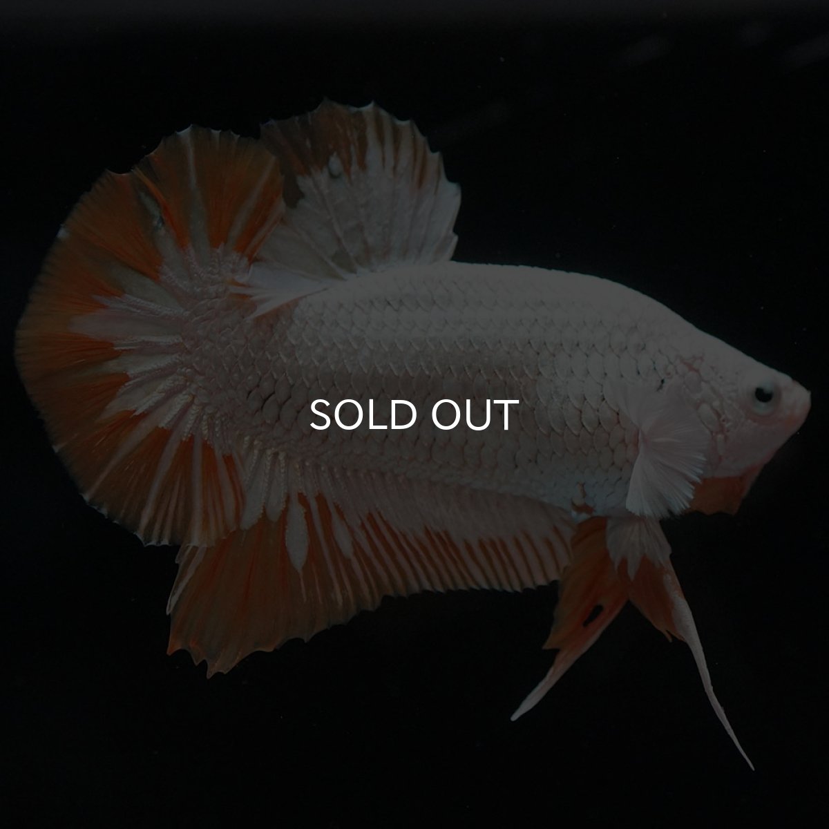 画像7: HMPK プラチナイエロードラゴン スノー (7)