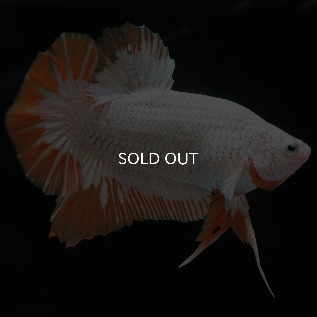 画像6: HMPK プラチナイエロードラゴン スノー (6)