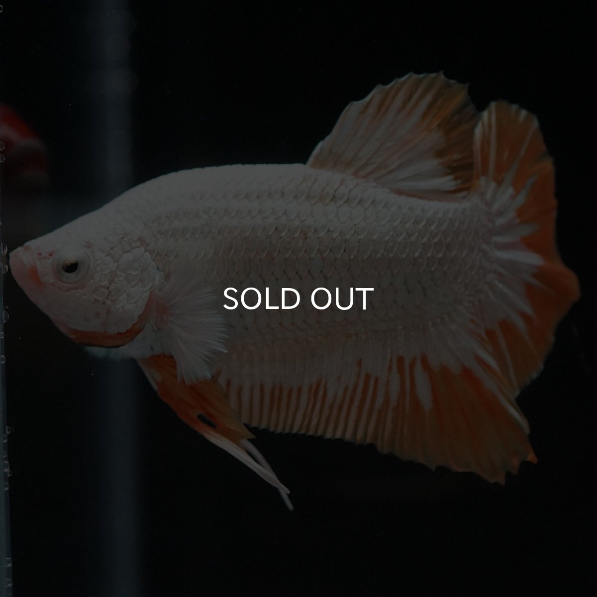 画像2: HMPK プラチナイエロードラゴン スノー (2)