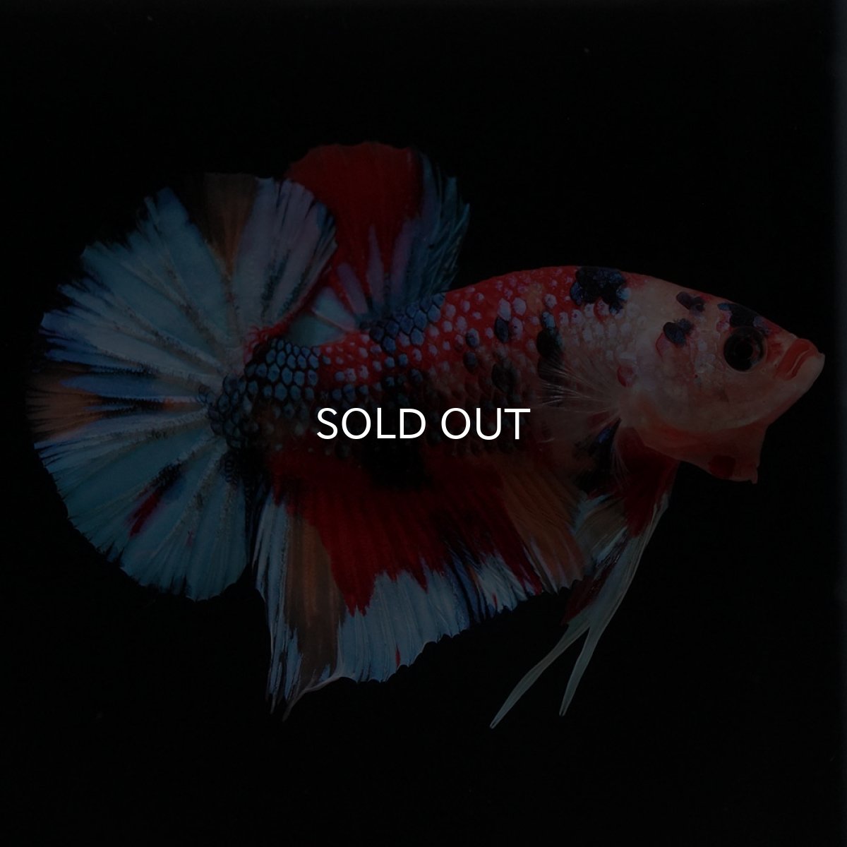 画像4: HMPK キャンディ (4)