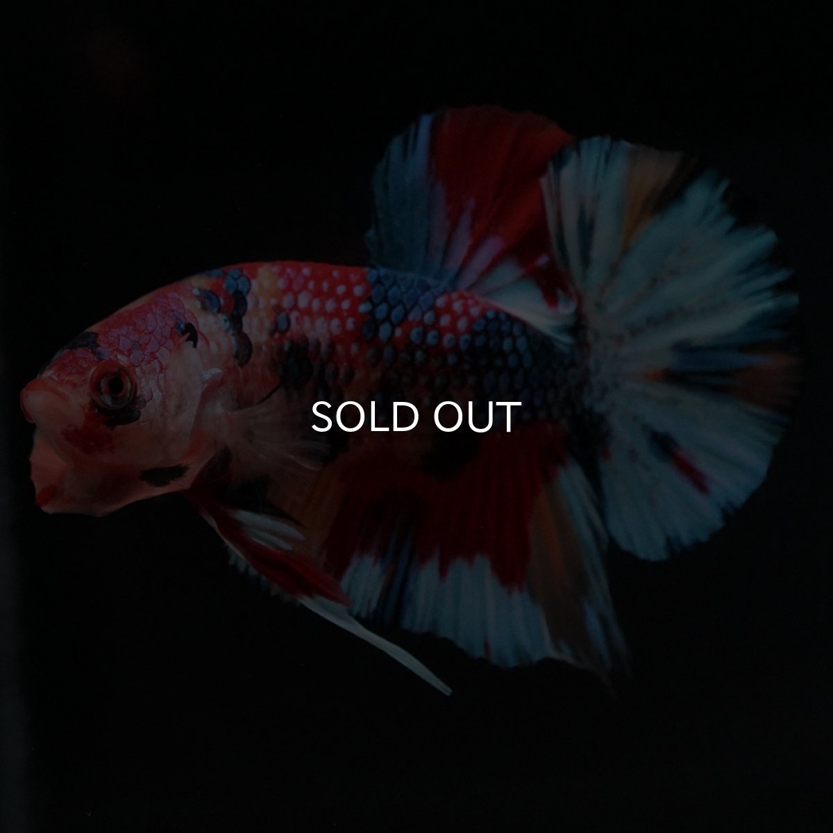 画像12: HMPK キャンディ (12)