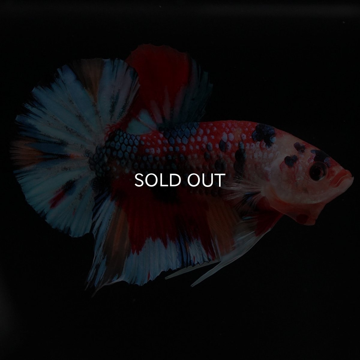 画像6: HMPK キャンディ (6)