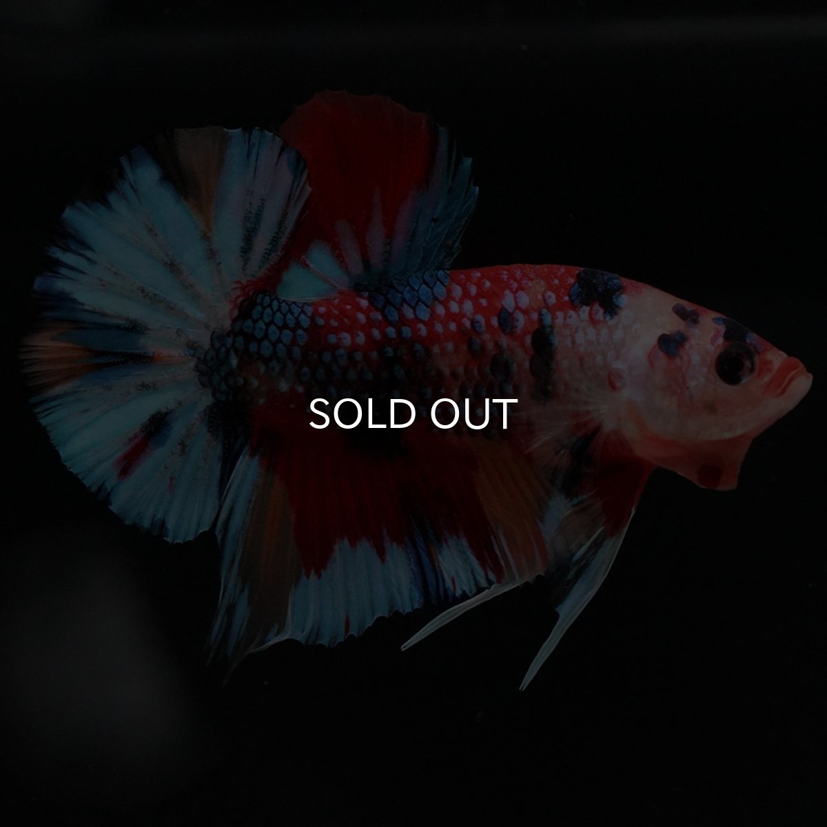 画像9: HMPK キャンディ (9)