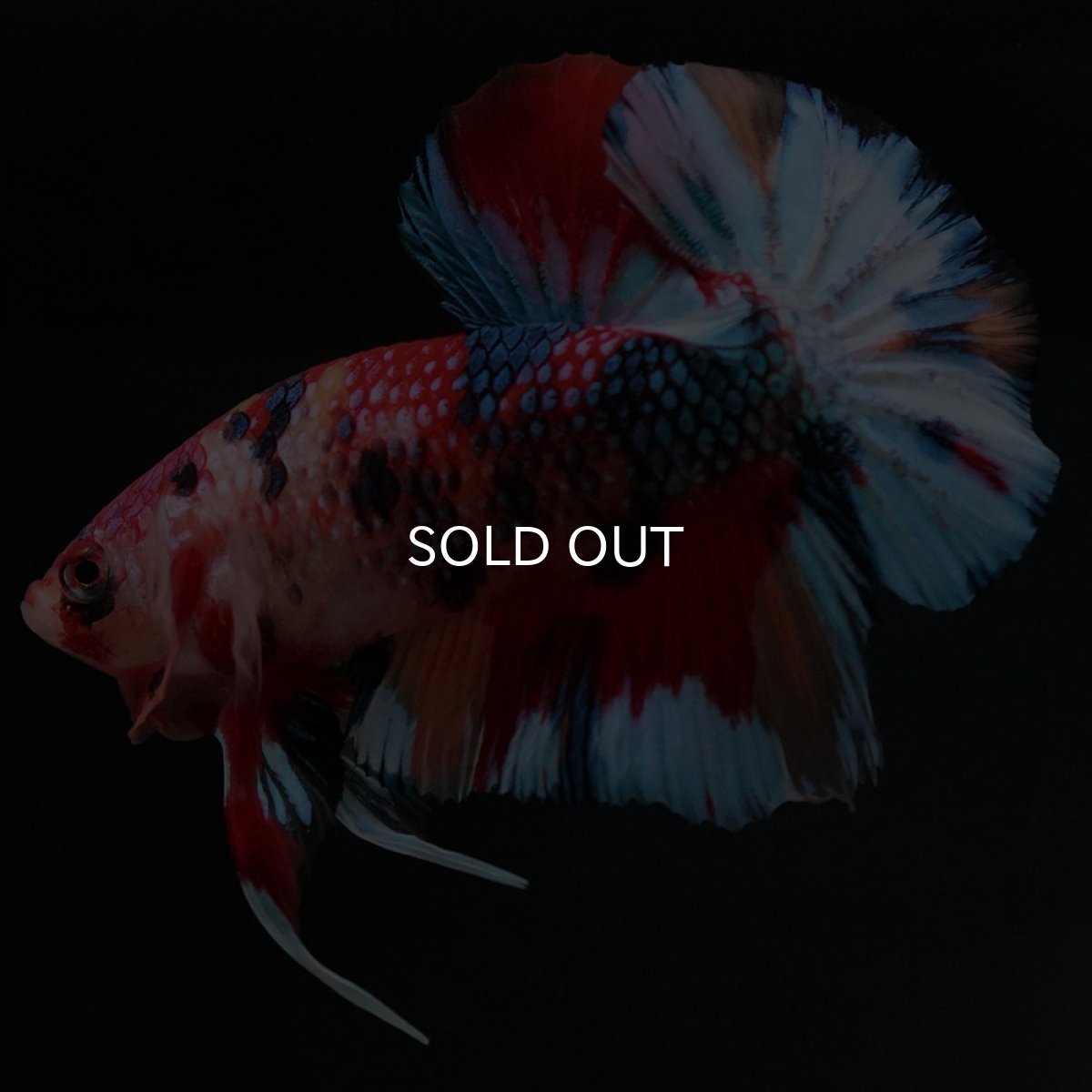 画像5: HMPK キャンディ (5)