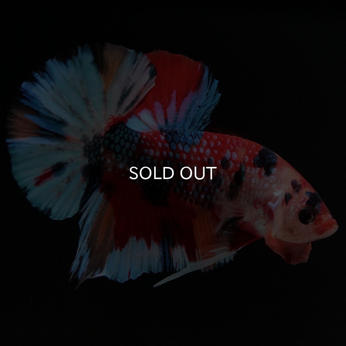 画像11: HMPK キャンディ (11)