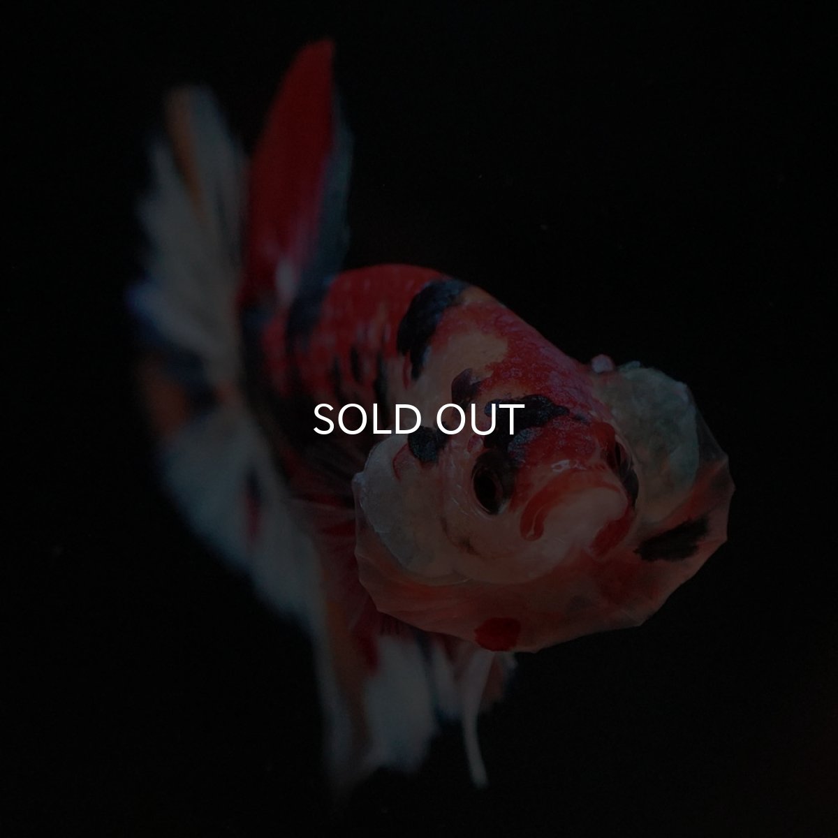 画像8: HMPK キャンディ (8)