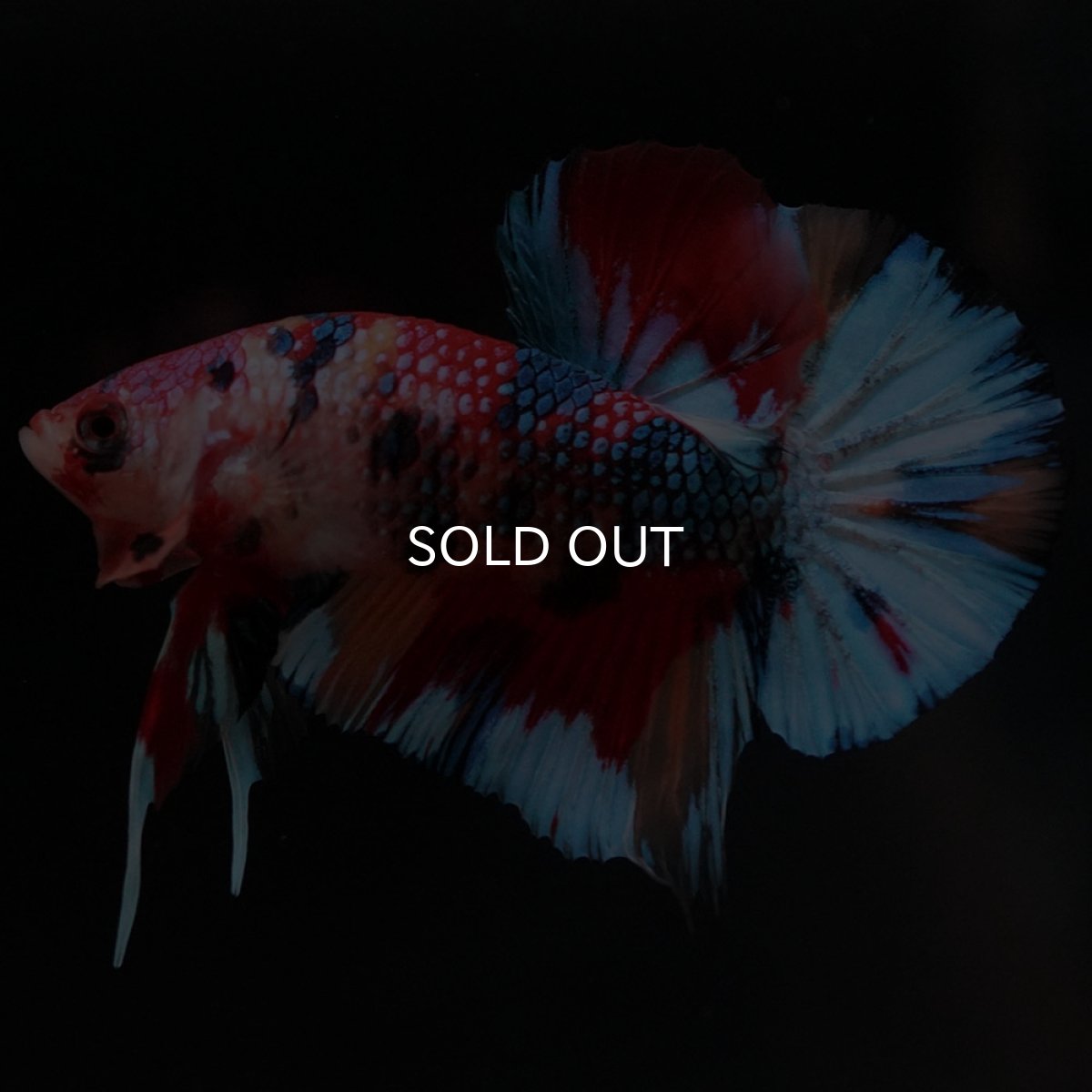 画像7: HMPK キャンディ (7)