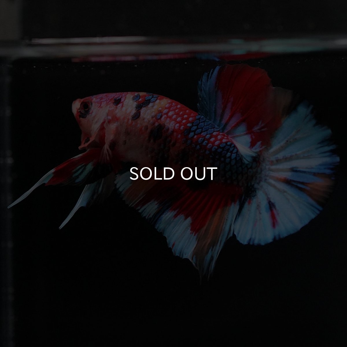 画像10: HMPK キャンディ (10)