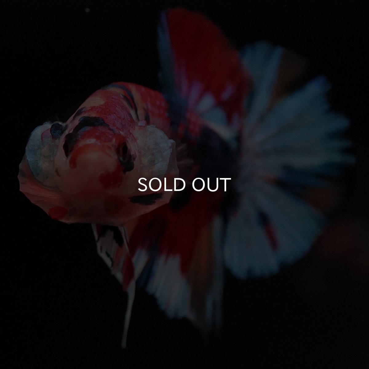 画像3: HMPK キャンディ (3)