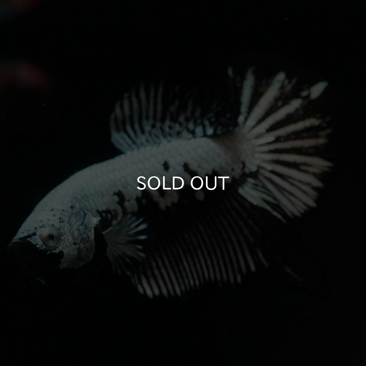 画像9: HMPK ブラックサムライ (9)