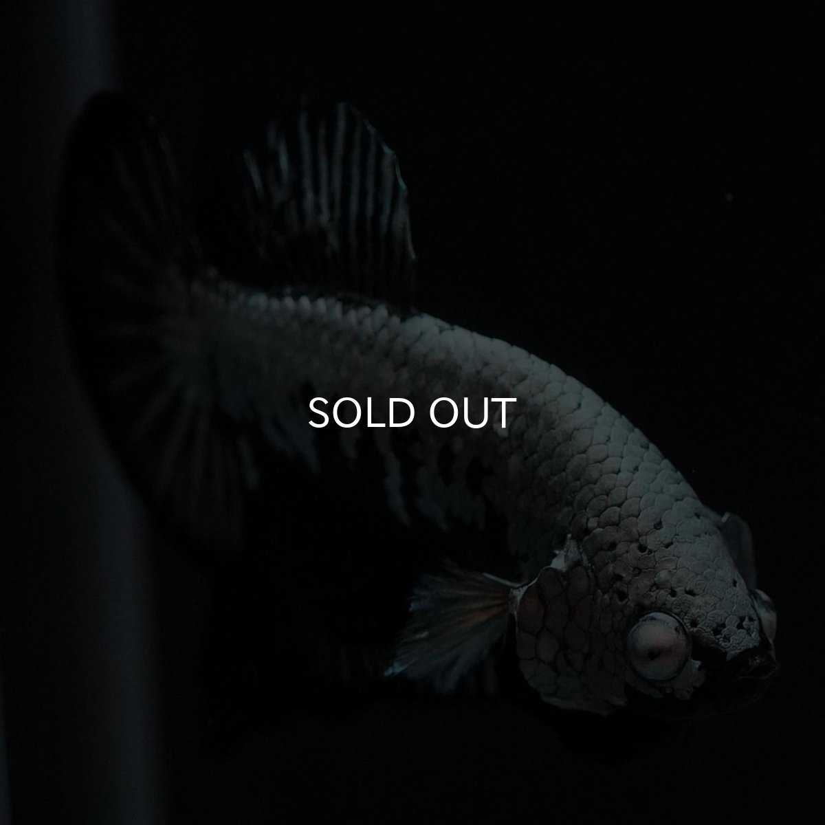 画像6: HMPK ブラックサムライ (6)