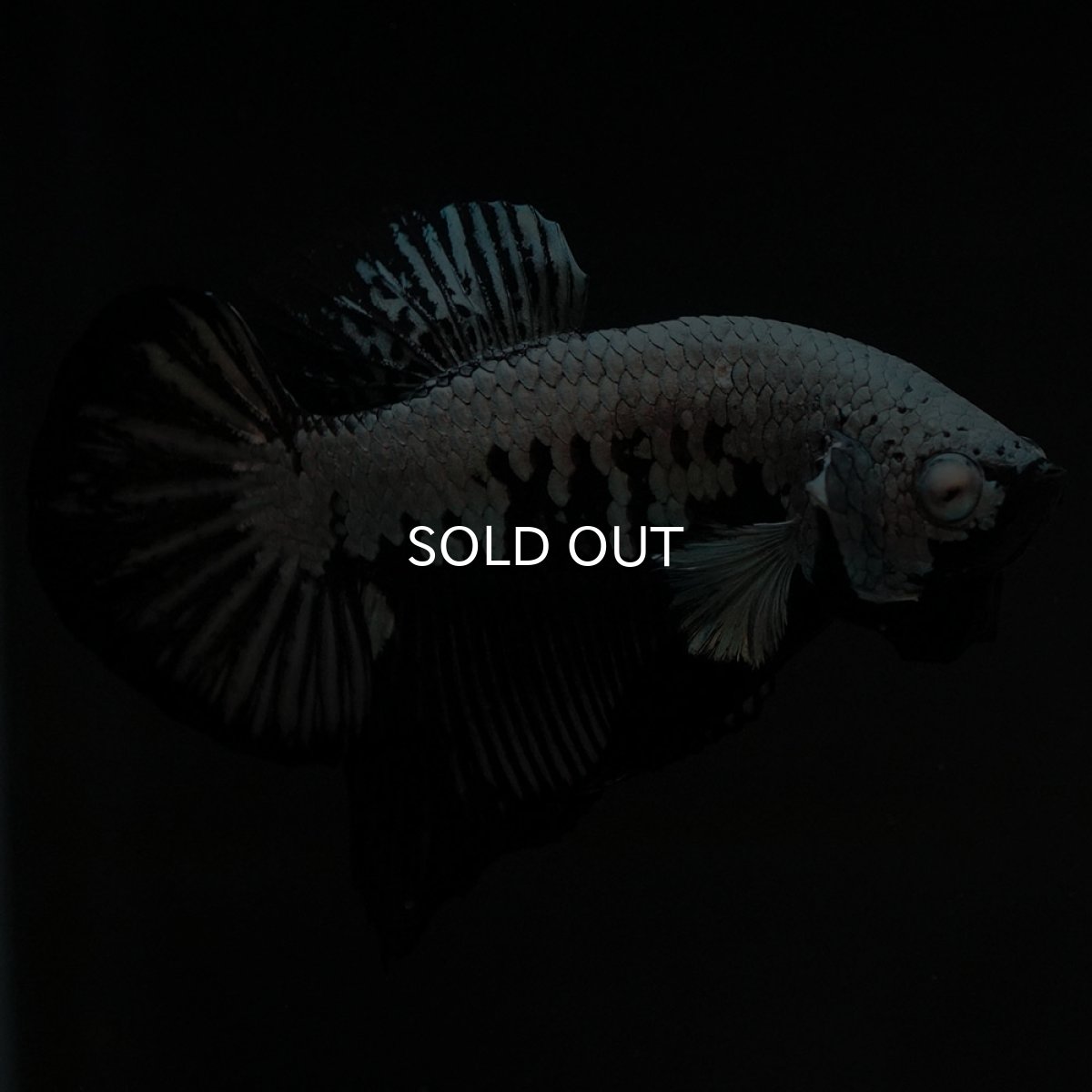 画像2: HMPK ブラックサムライ (2)