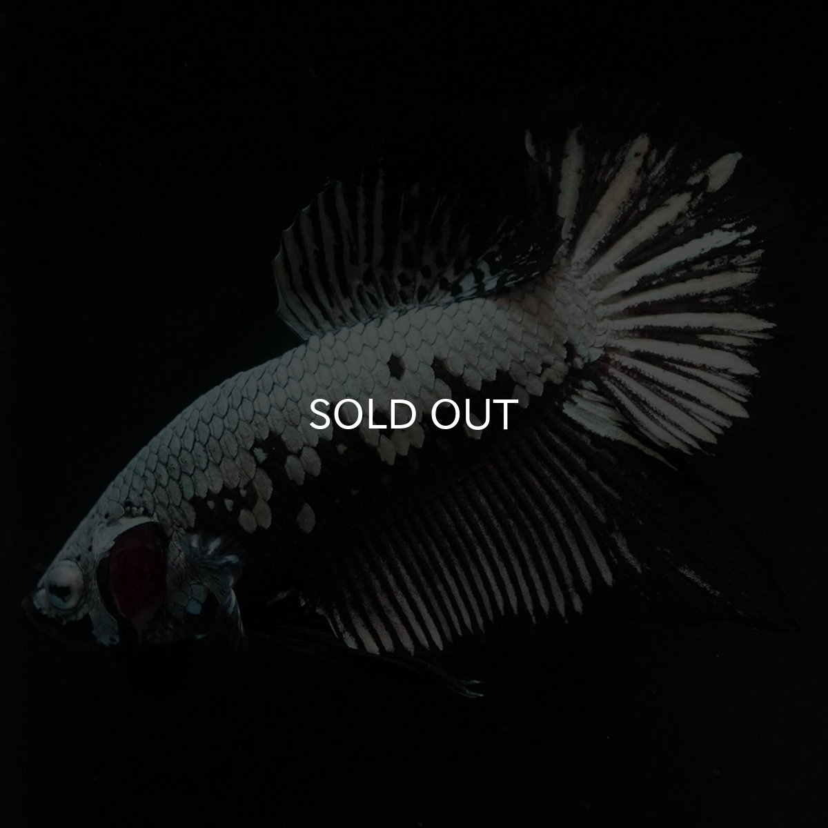 画像5: HMPK ブラックサムライ (5)