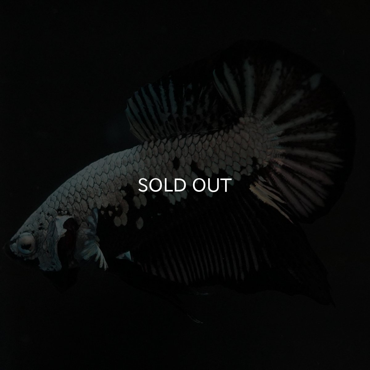 画像7: HMPK ブラックサムライ (7)