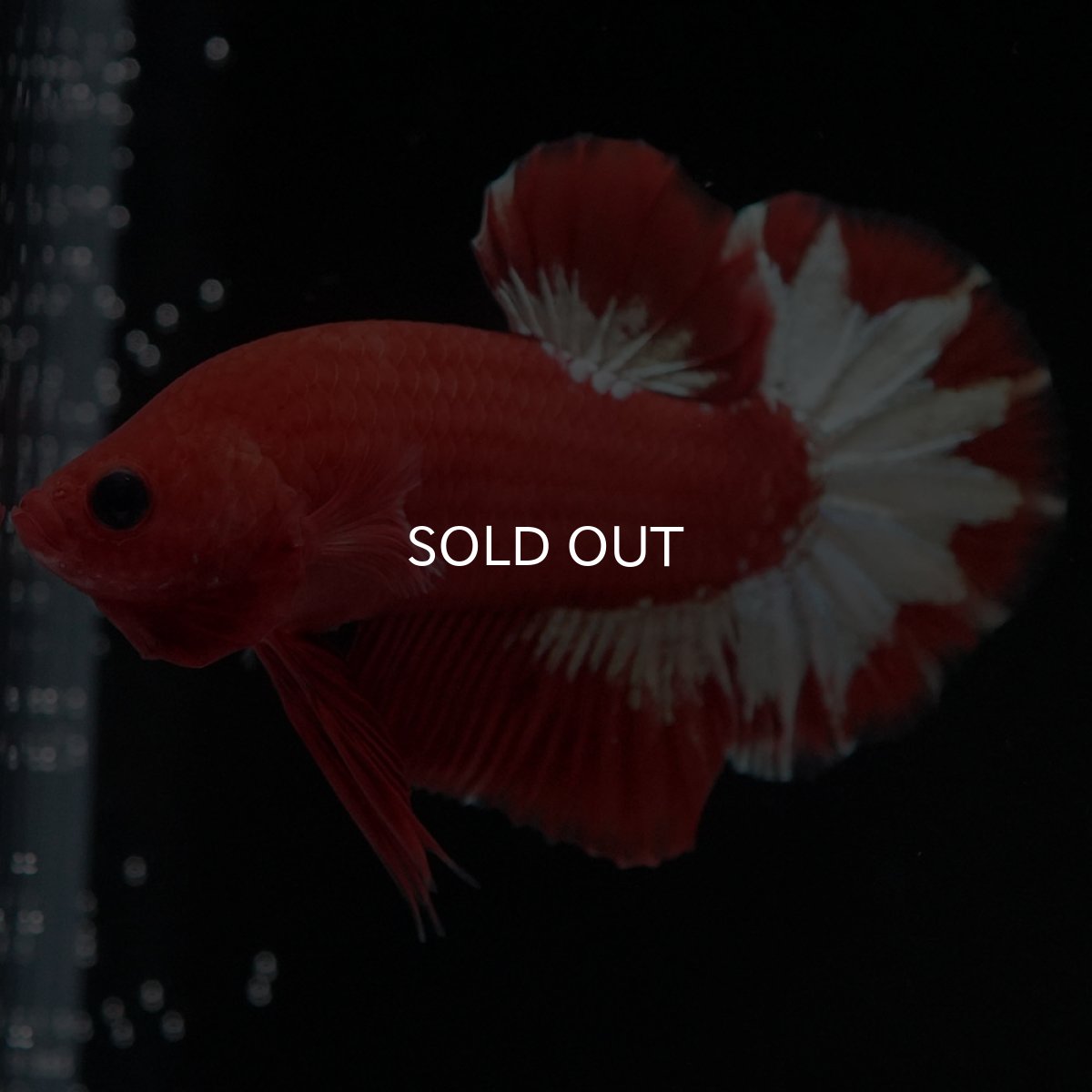 画像6: HMPK オレンジファンシー ホワイトスケール (6)