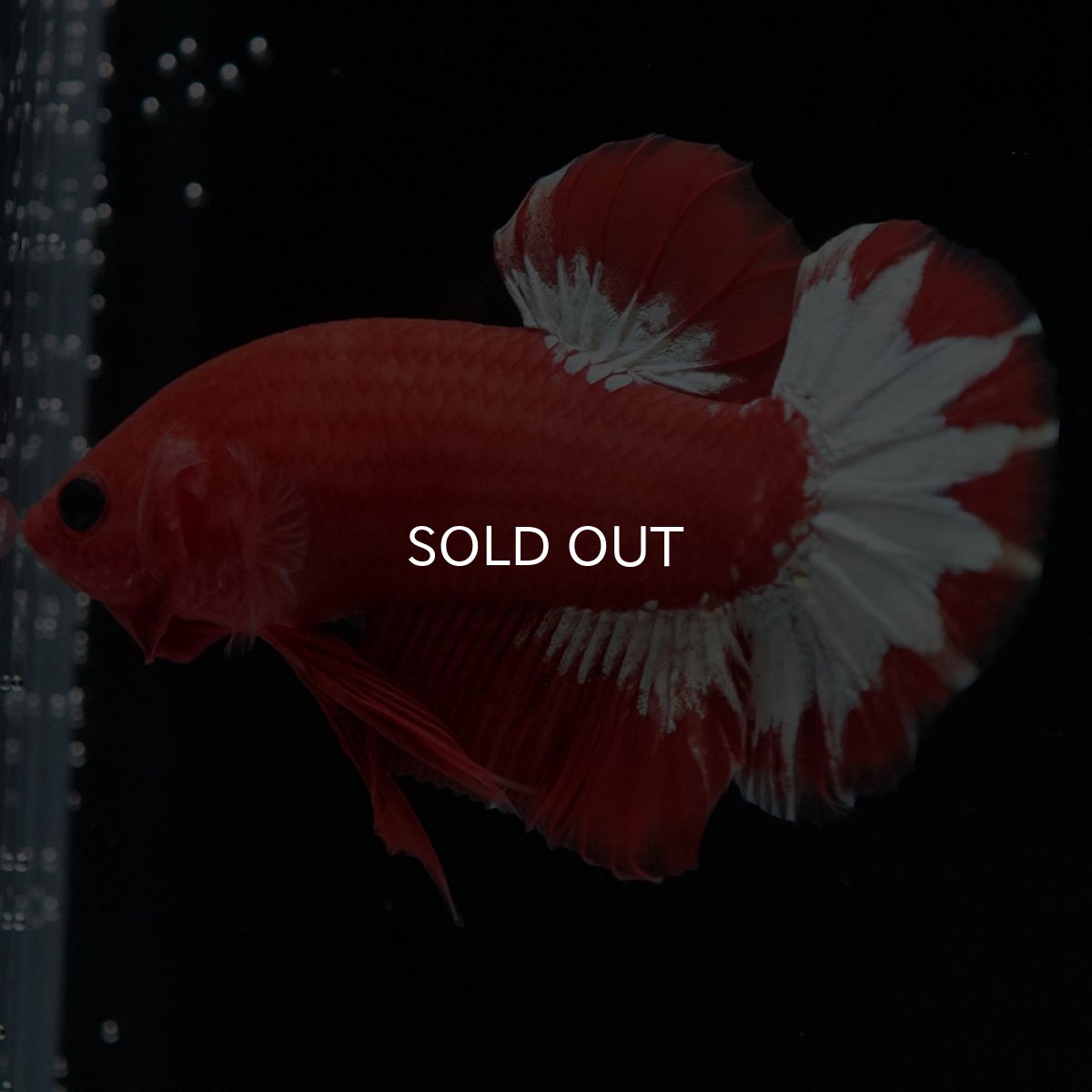 画像4: HMPK オレンジファンシー ホワイトスケール (4)